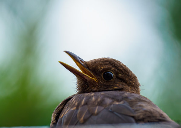 Vögel 2020_1763.jpg