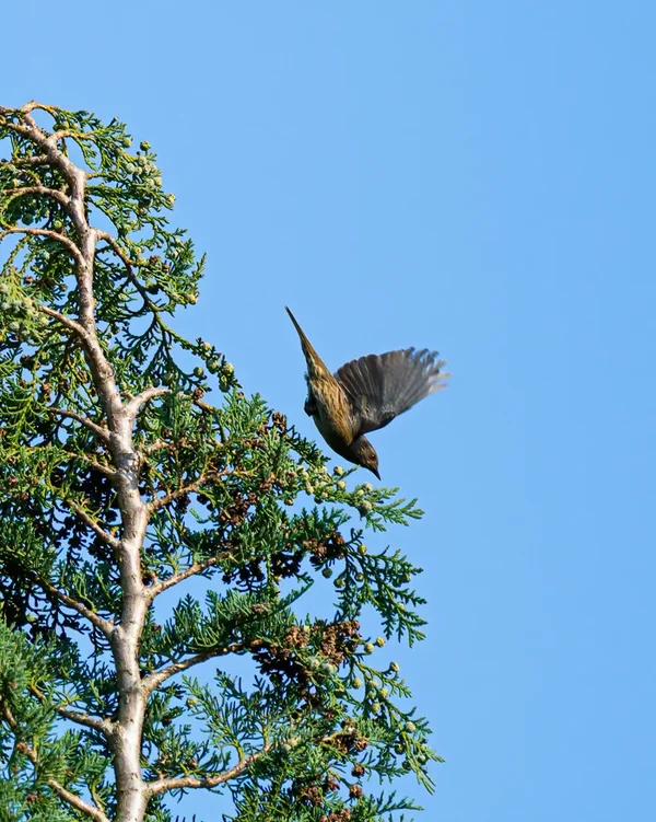Vögel 2020_1856.webp