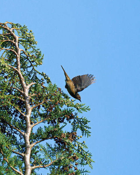 Vögel 2020_1856.jpg Vögel 2020_1856.jpg