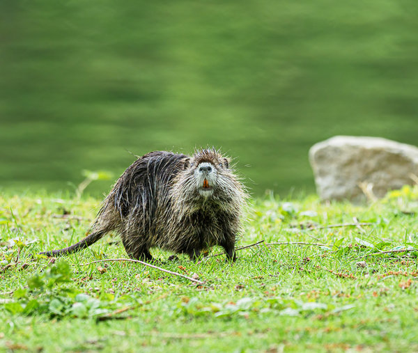 Beller Mühle 2020_306.jpg