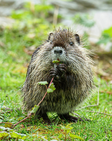 Beller Mühle 2020_319.jpg