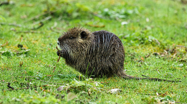 Beller Mühle 2020_338.jpg