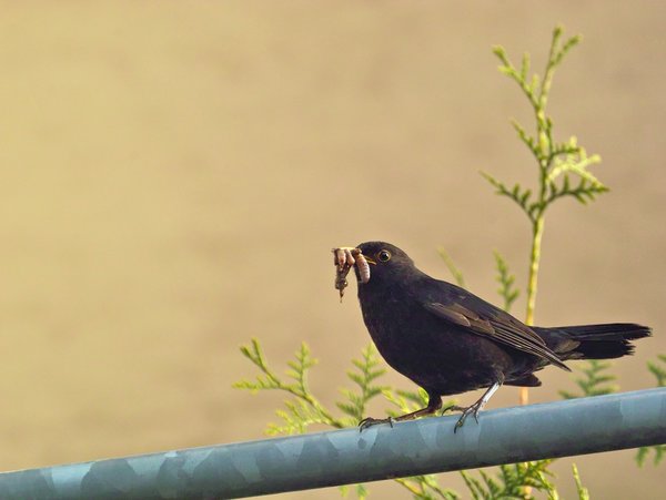 Raw16716.jpg Raw16716.jpg