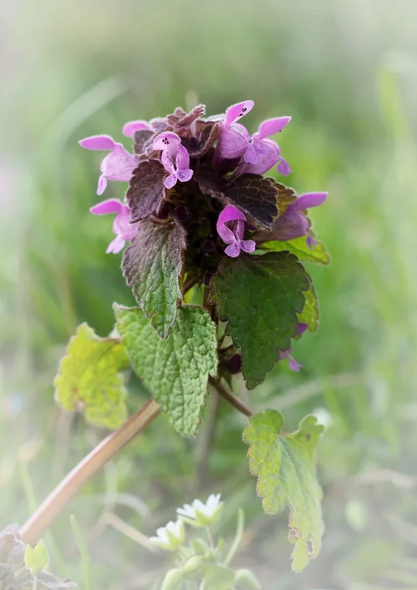 ci_PG9_8604.webp