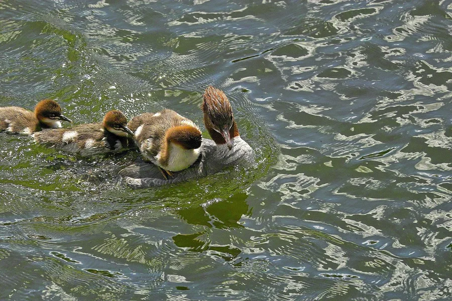 IMG14689-a.webp