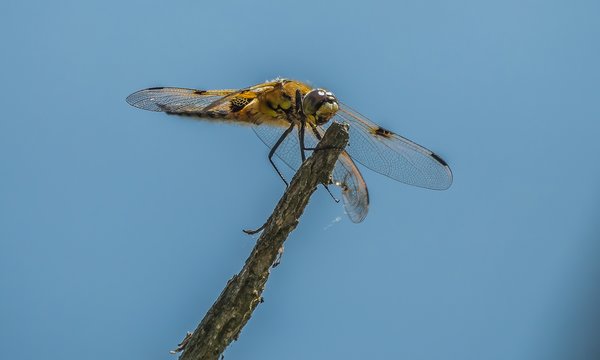 2020 HM LR MaiP5105721-Bearbeitet.jpg