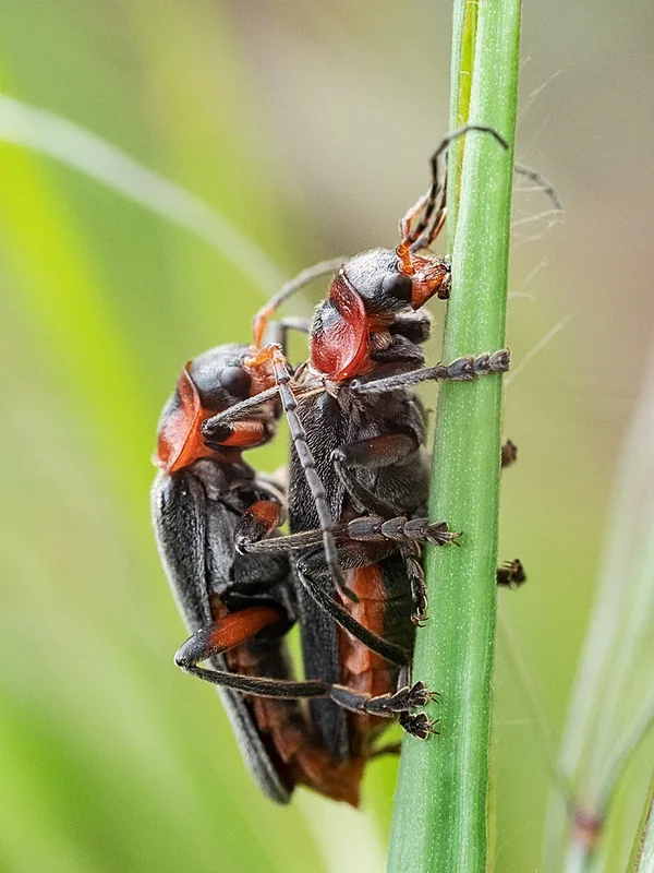 ci_PG9_5689.webp