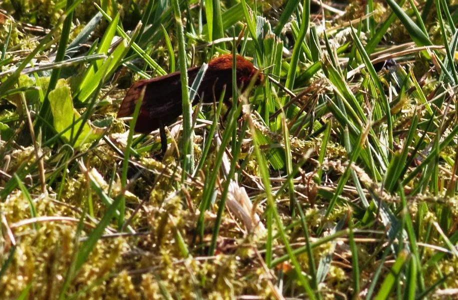 _small__IMG2525_DxO.webp