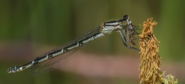 2020 HM LR MaiP5105864-Bearbeitet.jpg