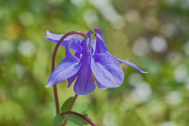 AkeleiblaugrossDETCLL60FINTMPMANBENDV_720x480.webp
