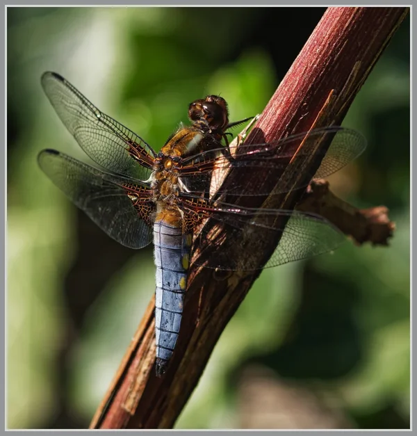 _small__IMG2632_1_DxO.JPG