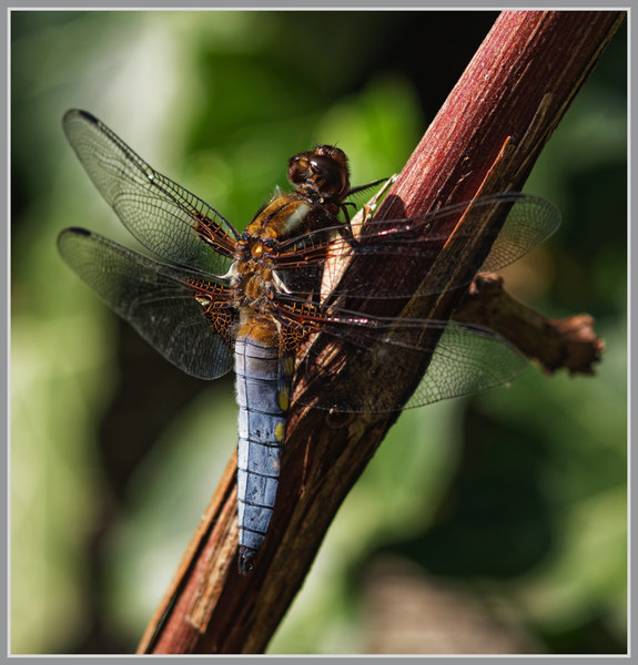 _small__IMG2632_1_DxO.JPG