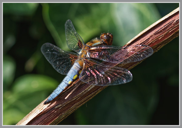 _small__IMG2638_1_DxO.JPG