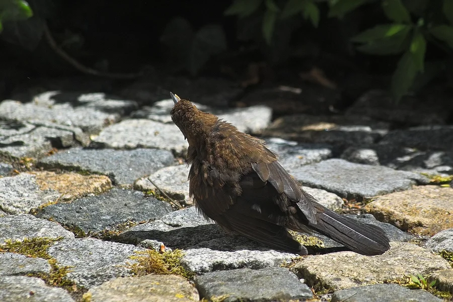 IMG14971-a.webp