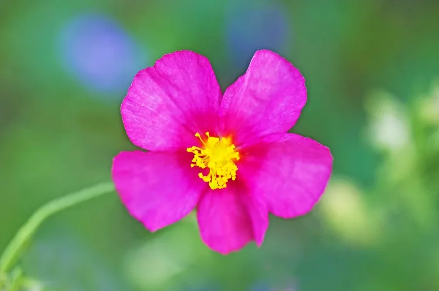 LilaBlumeGROSSSL2L60MacFIN_1000x665.webp