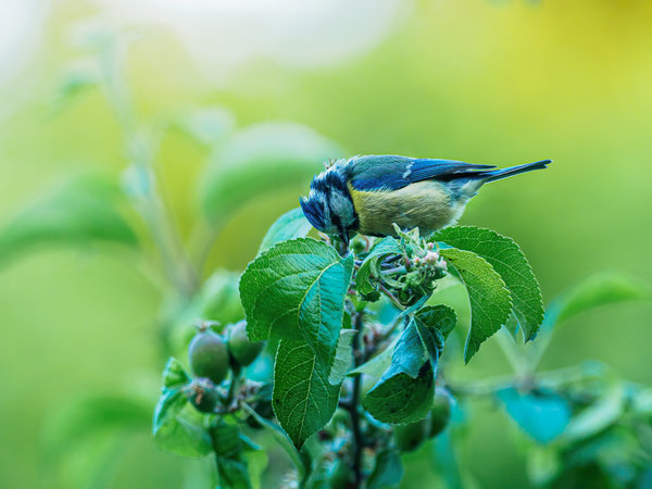 Vögel 2020_2111.jpg