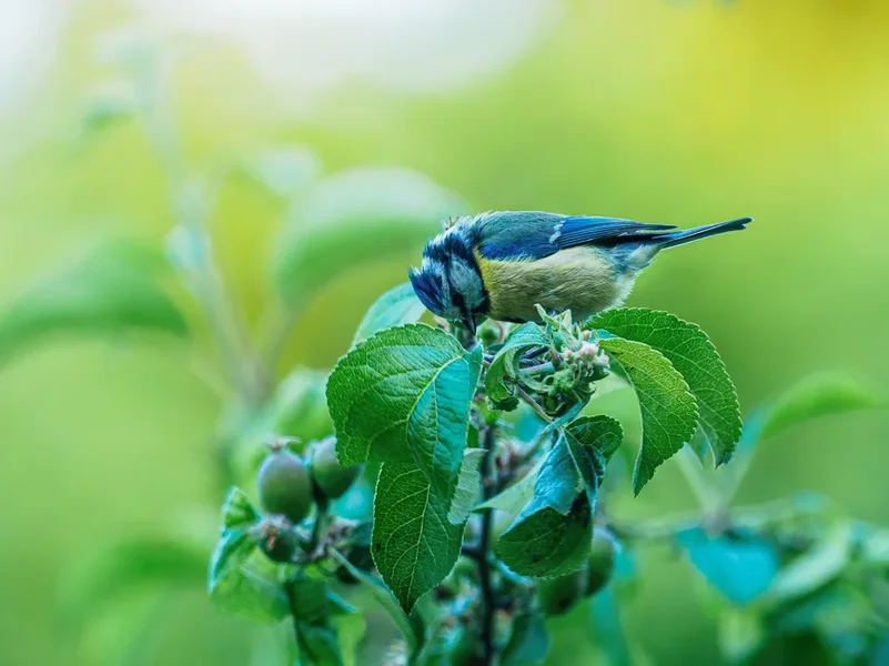 Vögel 2020_2111.webp