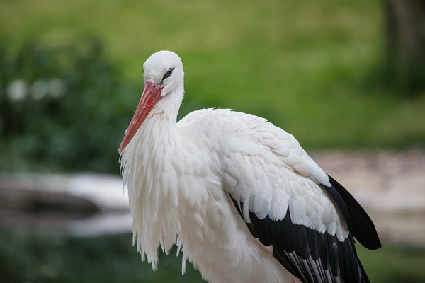 comp__74I8516.jpg