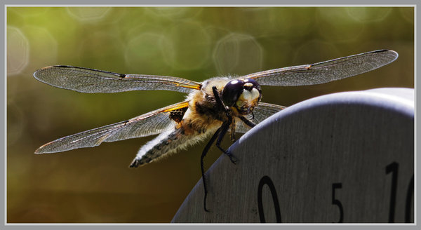_small__IMG2700_1_DxO.JPG