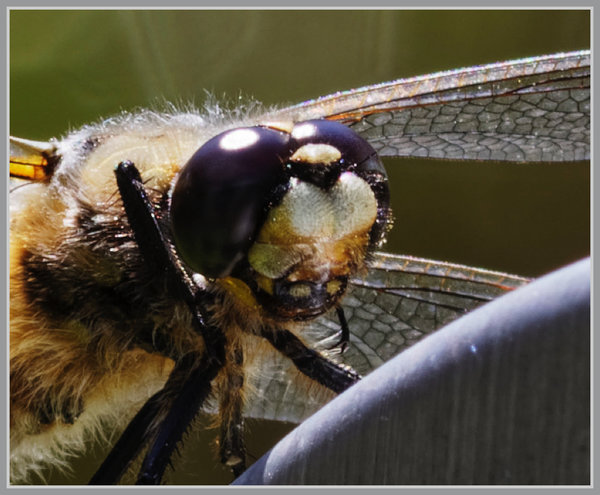 _small__IMG2700_2_DxO.JPG