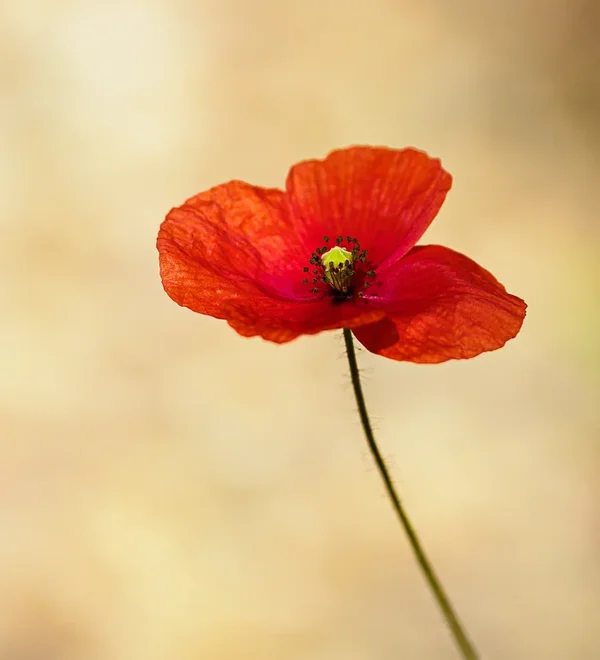 Garten 2020_291.webp