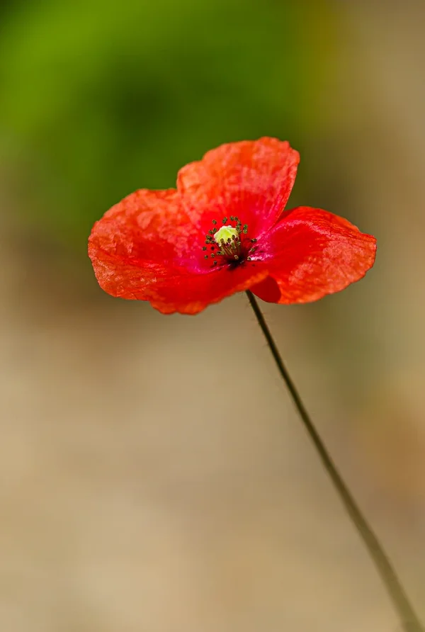 Garten 2020_299.webp