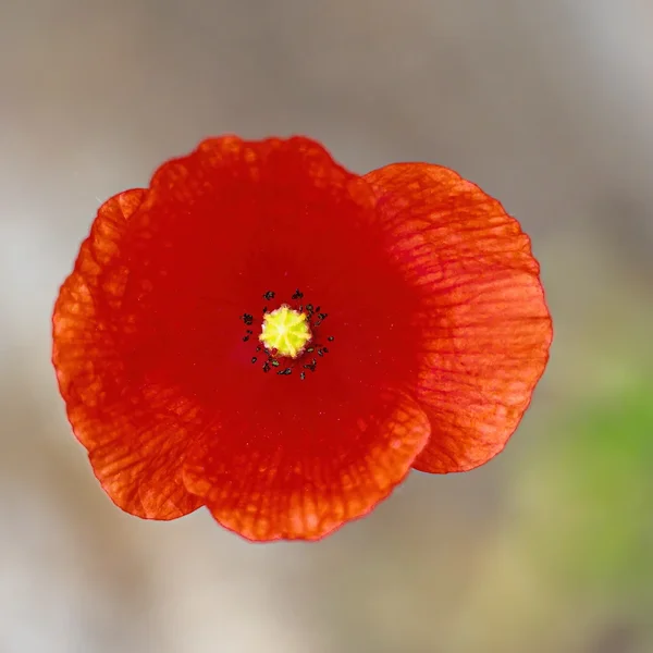 Garten 2020_366.webp