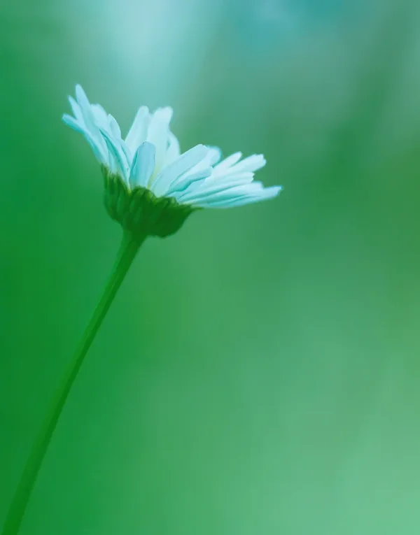 Garten 2020_385.webp