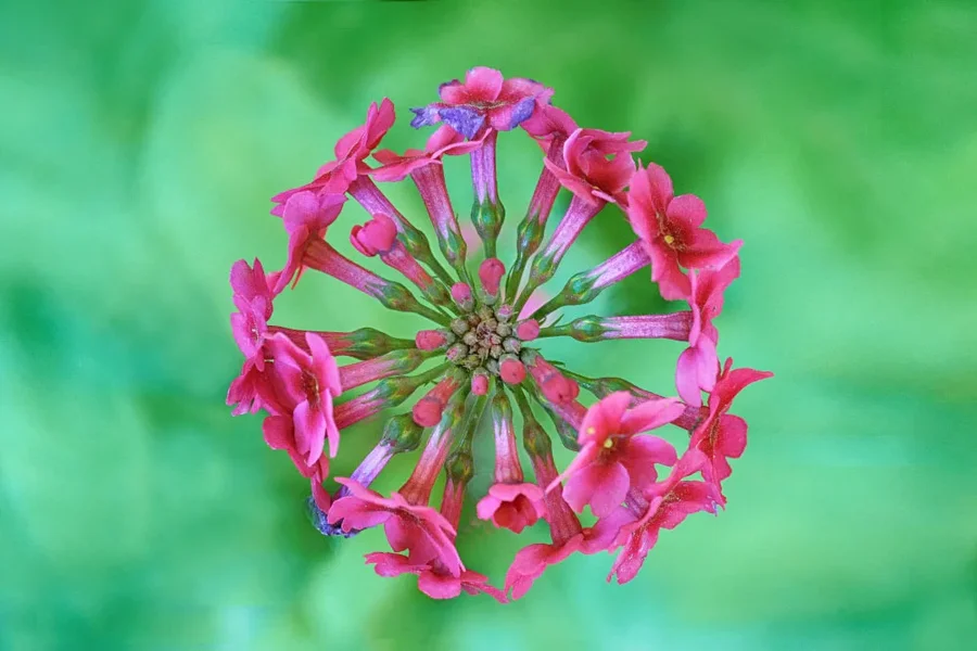 RosaBlumenrosettevObenSL2L60MacTMP_999x666.webp