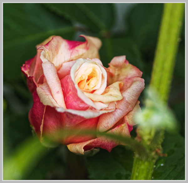 _small__IMG2723_1_DxO.JPG