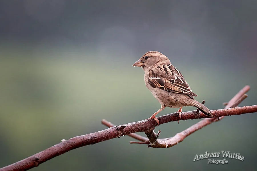 D75_0073_C1.webp