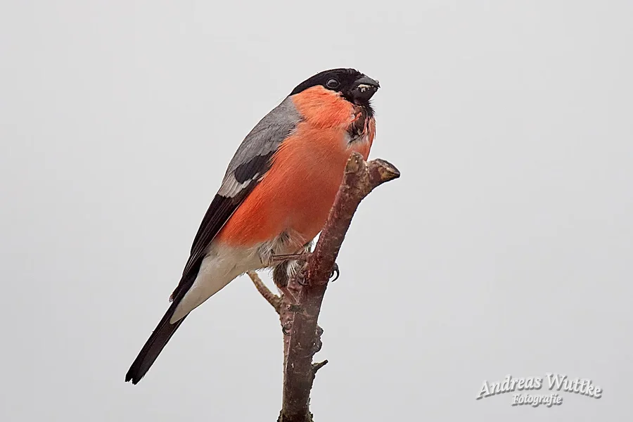 D75_0077_C1.webp