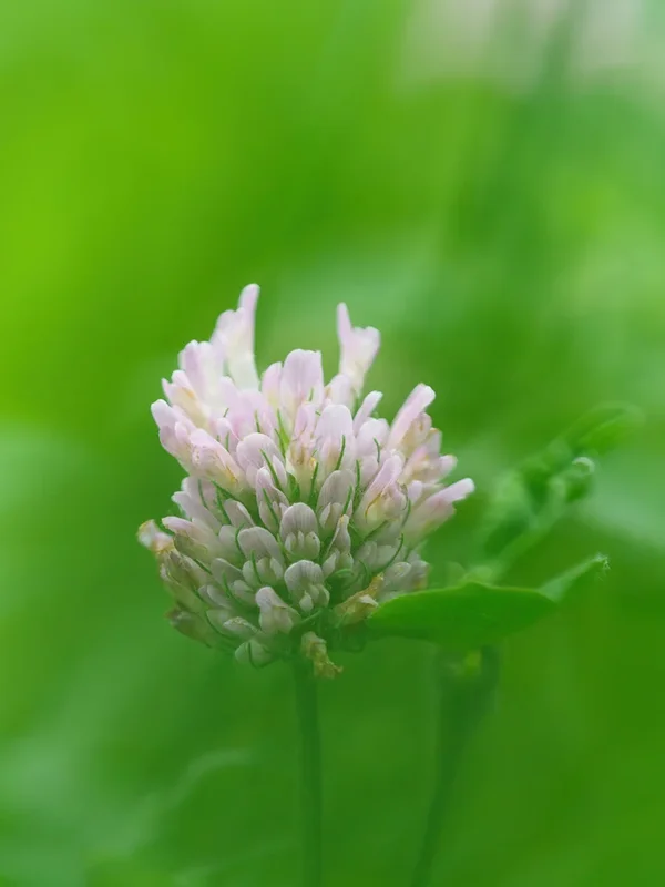 Garten 2020_289.webp