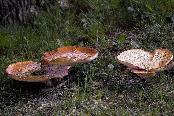 IMG15005-b.jpg IMG15005-b.jpg