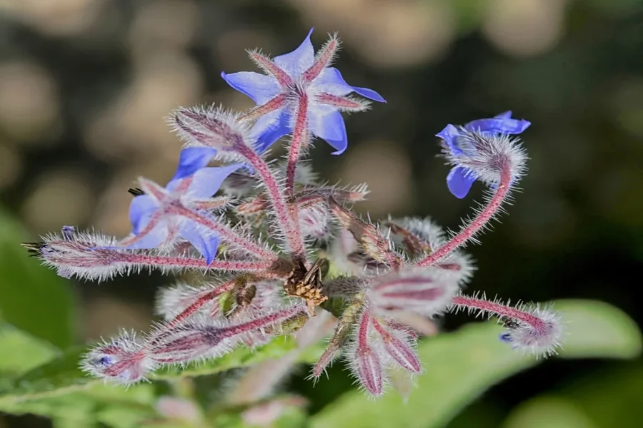 BlaueBlumenmFleckHGSL2C180MacMANBEENDVERSION_998x666.webp