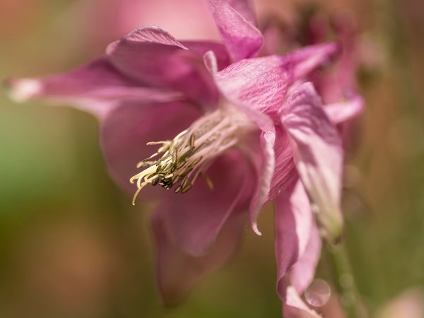 2020 GA FOP5265982.jpg