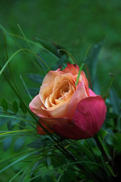 IMG15429-b.jpg IMG15429-b.jpg