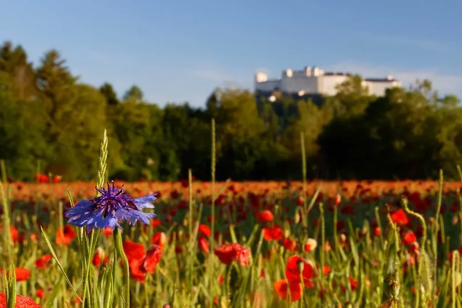 0U0A2868FestungMohnfeldKornblume.webp