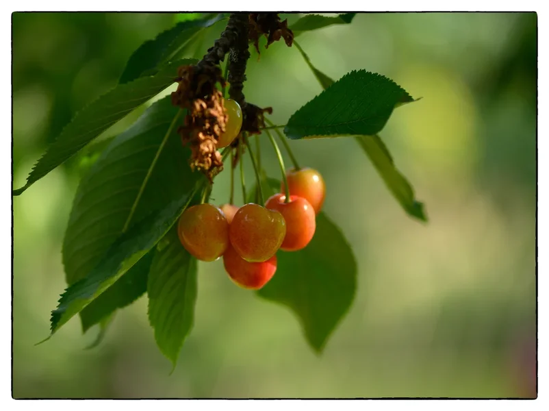 DSC_3321.webp