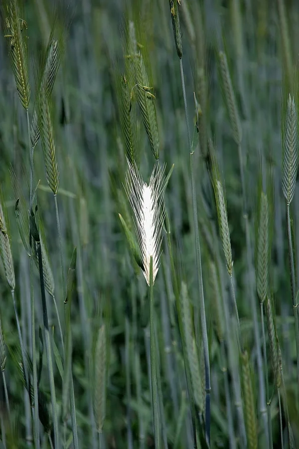 IMG15118-a.webp