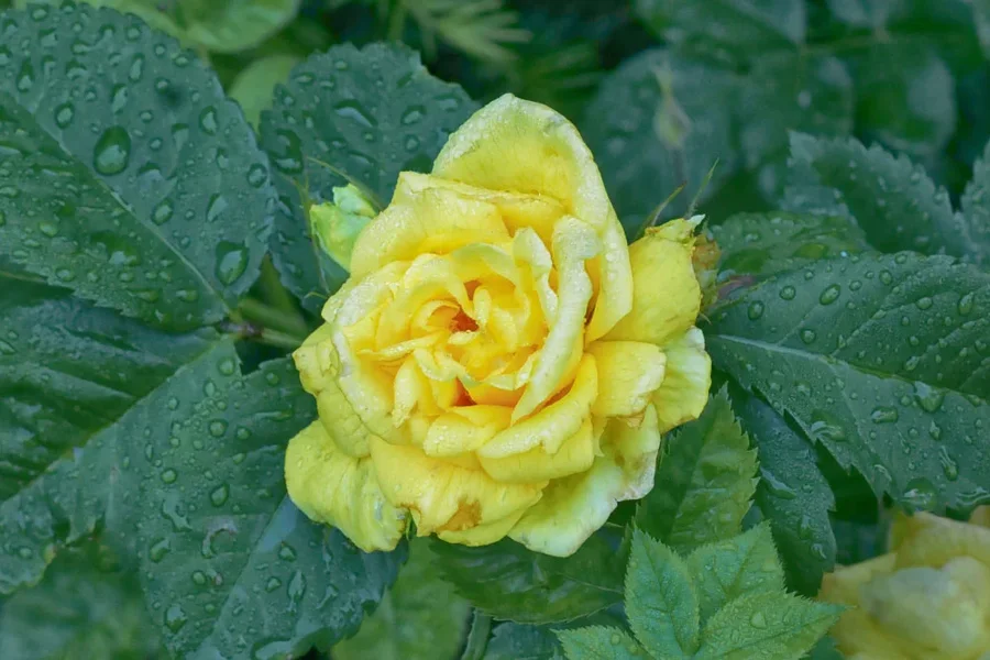 RoseGelbNassSL2L60MacAUSMANBEFIN_999x666.webp