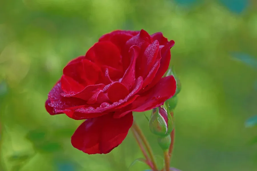 RoseRotNassSL290280AUsMANBEFINVARIANTEOPT_999x666.webp