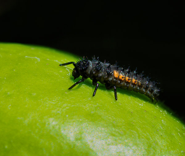 Garten 2020_420.jpg Garten 2020_420.jpg