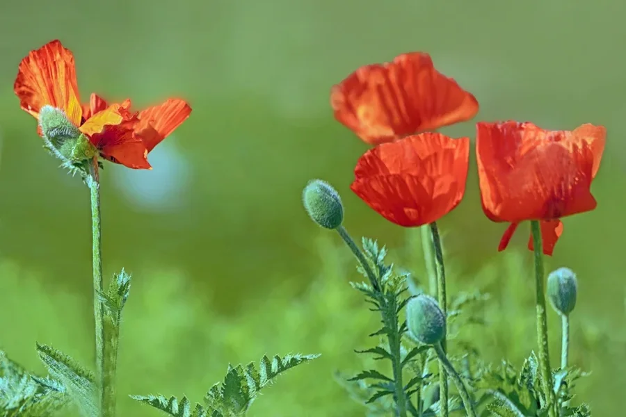 MohnblumengruppeSL290280ENDVERSIONOPTIMALVARIANTE_999x666.webp