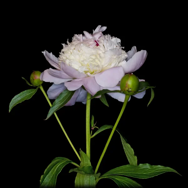 Weisse OrchideeinzelmknispenaufSchwarzSL2L60MacFINUADRAT.webp