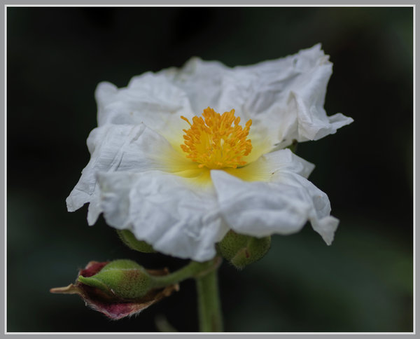 _small__IMG2777_1_DxO.JPG