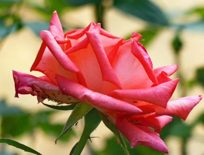 ROSE_VI.JPG