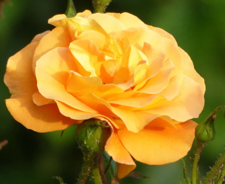 ROSE_IV.JPG