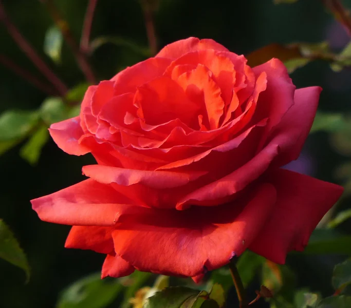 ROSE_V_b.JPG