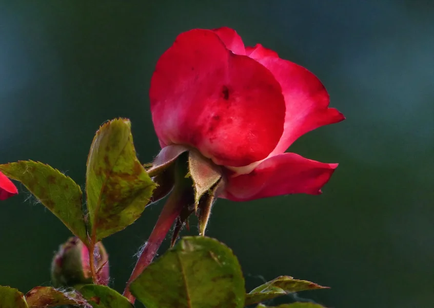 ROSE_I_a.JPG